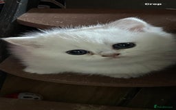 British Shorthair cats for sale: Adorable Tica registered BSH Kittens for sale - Image 3