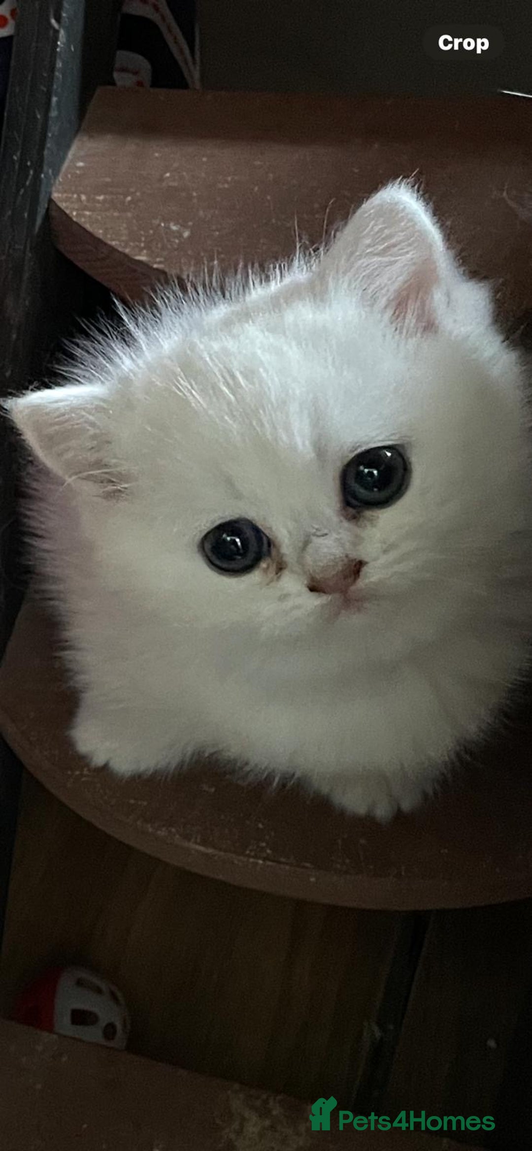 British Shorthair cats for sale: Adorable Tica registered BSH Kittens for sale - Image 3