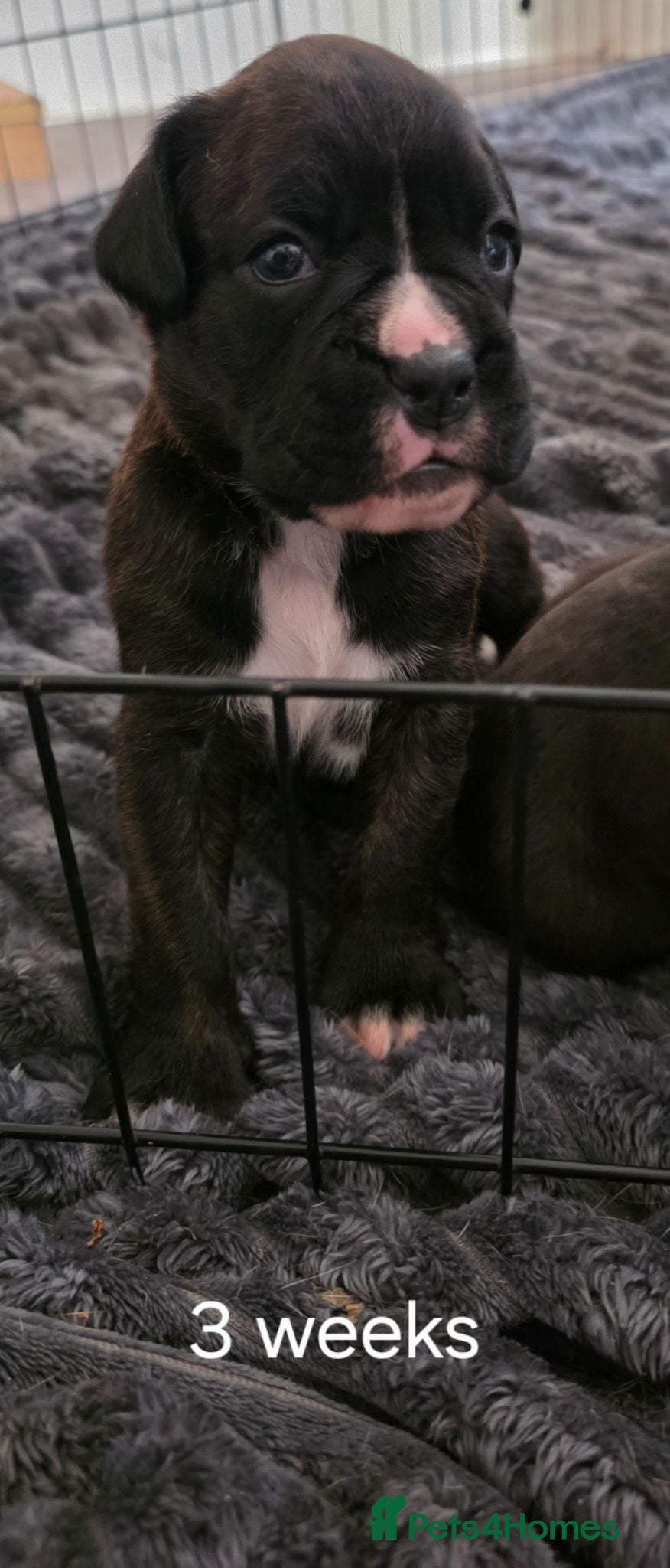 Boxer dogs 1 dark flashy brindle girl come take a look - Advert 18