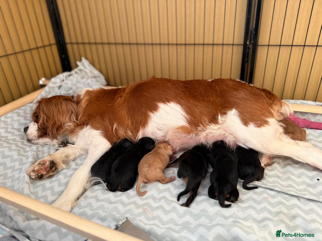 Cavalier King Charles Spaniel dogs for stud: KC Black & Tan Cavalier STUD. DNA & Health Tested - Image 5