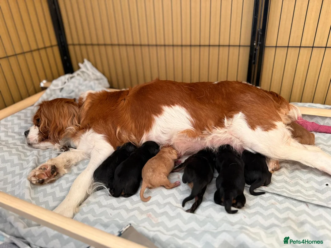 Cavalier King Charles Spaniel dogs for stud: KC Black & Tan Cavalier STUD. DNA & Health Tested - Advert 5