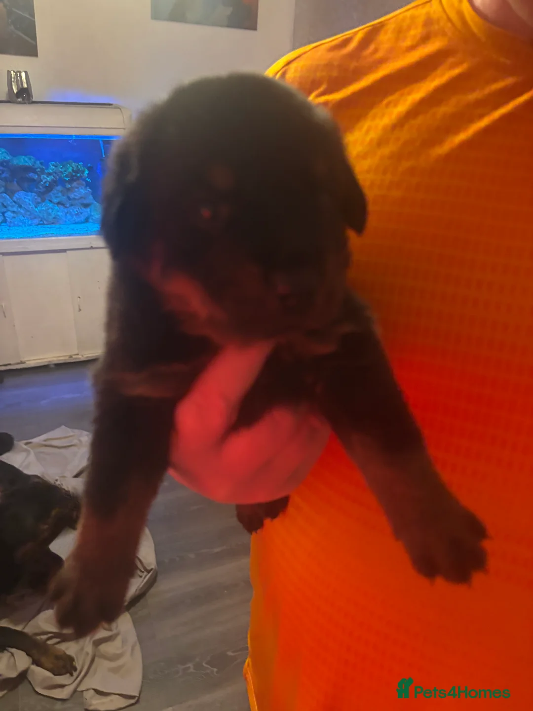 Rottweiler dogs for sale: Rottweiler pups - Advert 16