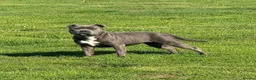 Staffordshire Bull Terrier dogs for sale: 🏆🥇CHAMPION PHARAON🥇🏆 blue Staffy puppies  - Advert 29