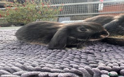 Mini Lop rabbits for sale: Female mini lops  - Image 5