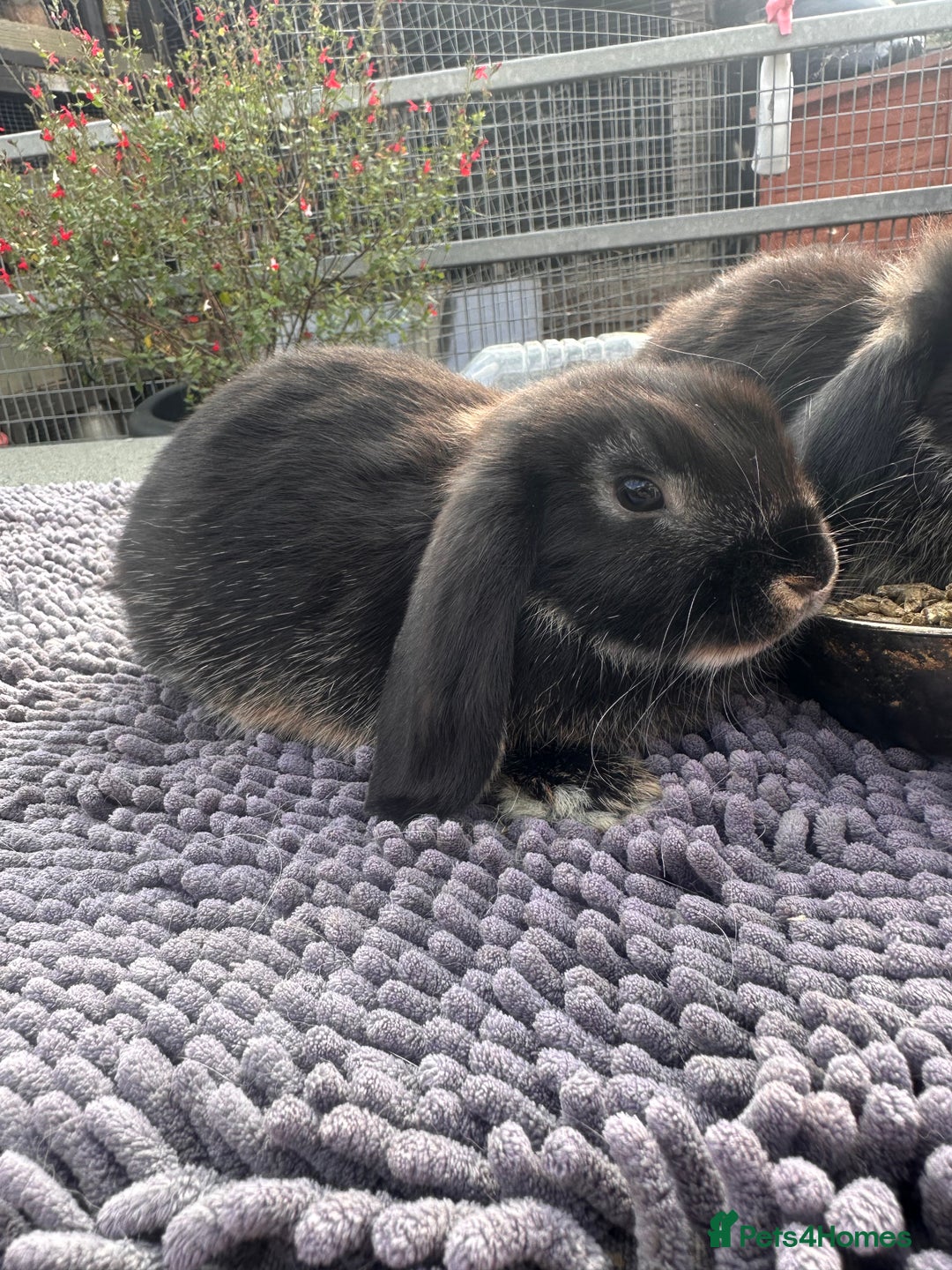 Mini Lop rabbits for sale: Female mini lops  - Image 5