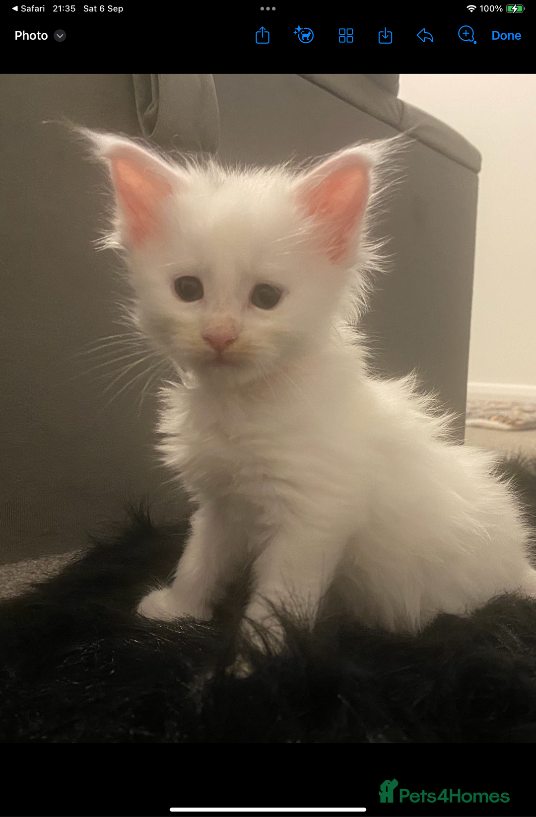 Maine Coon cats for sale: Beautiful Rare White Blue Eyed GCCF Maine Coons - Image 13