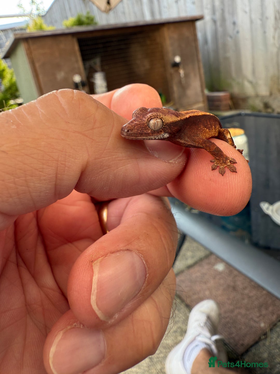 Gecko reptiles for sale: Crested Gecko - Image 2