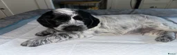 Mixed Breed dogs for sale: 6 adorable puppies  - Advert 35