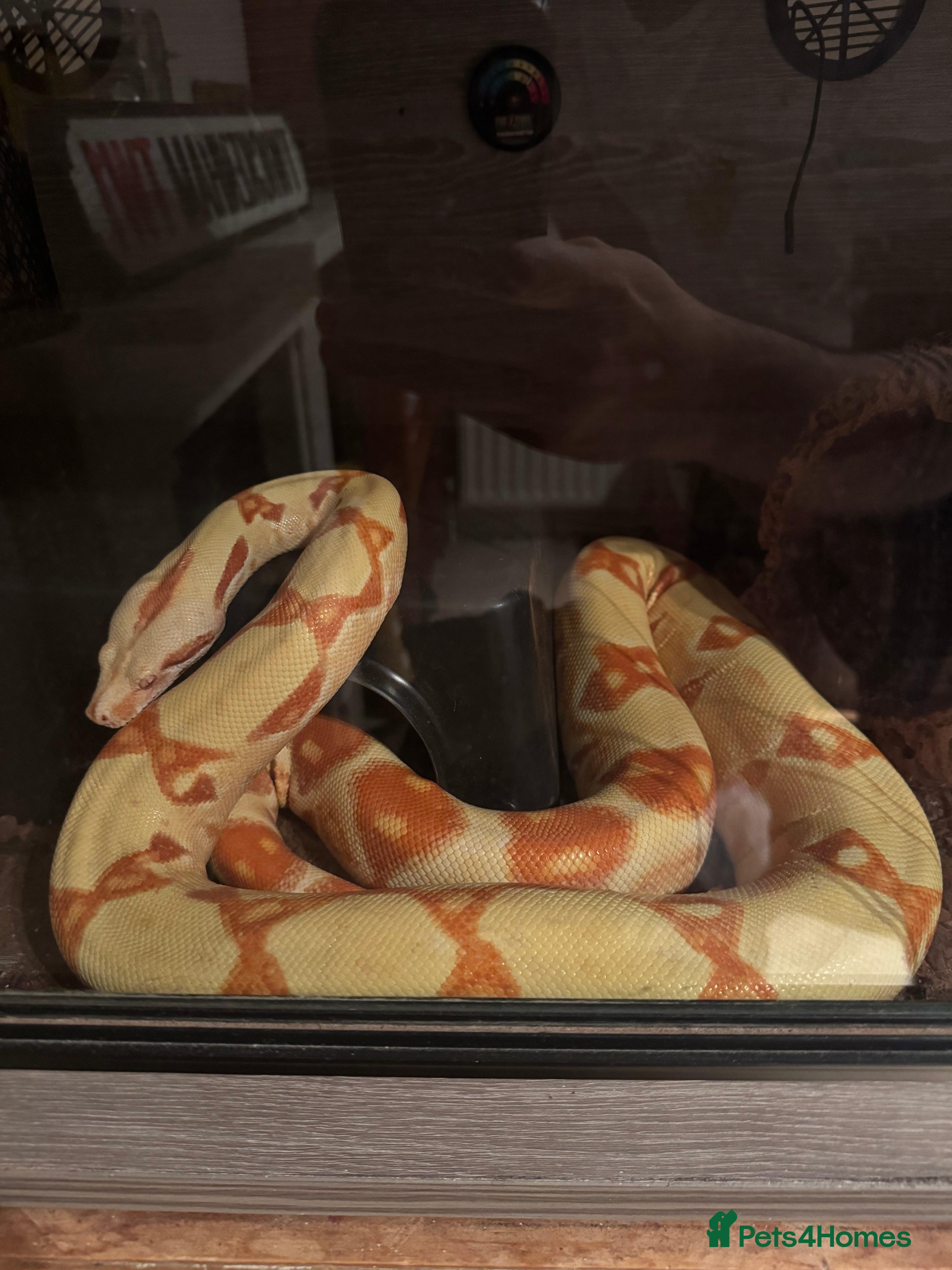 Boa Snake reptiles Male Lipstick Kahl Albino Boa  - Advert 5