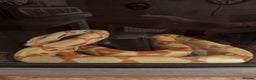 Boa Snake reptiles for sale: Male Lipstick Kahl Albino Boa  - Advert 1