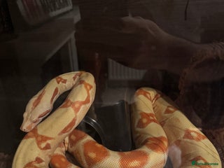 Boa Snake reptiles Male Lipstick Kahl Albino Boa - Advert 5