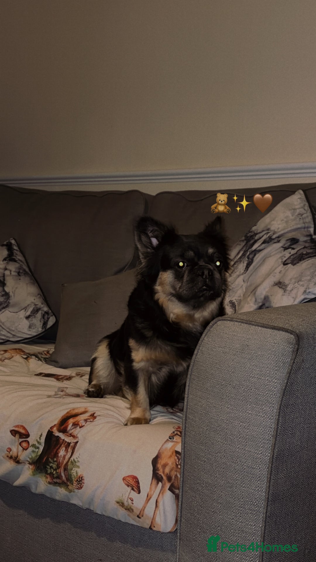 French Bulldog dogs for sale: Winnie kc reg fluffy frenchie - Advert 1