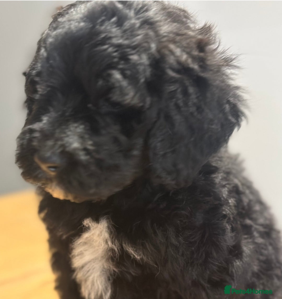 Mixed Breed dogs for sale: St Bernoodle puppy Poodle/St Bernard cross F1B Boy - Advert 3