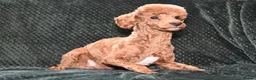 Cavapoo dogs for sale: F1 Toy Cavapoo Puppies Health Tested - Advert 26