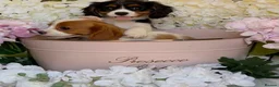Cavalier King Charles Spaniel dogs for sale: Health tested parents vet checked/vaccinated - Advert 7