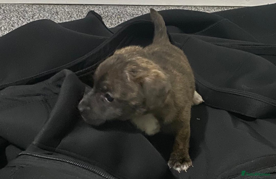 Chihuahua dogs for sale: Beautiful chihuahua puppies for sale  - Advert 4