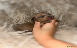 Miniature Dachshund dogs for sale: Tiny miniature kc dachshunds  - Image 8