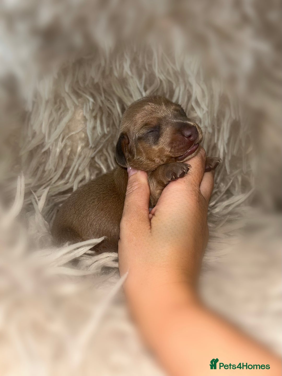 Miniature Dachshund dogs for sale: Tiny miniature kc dachshunds  - Image 8