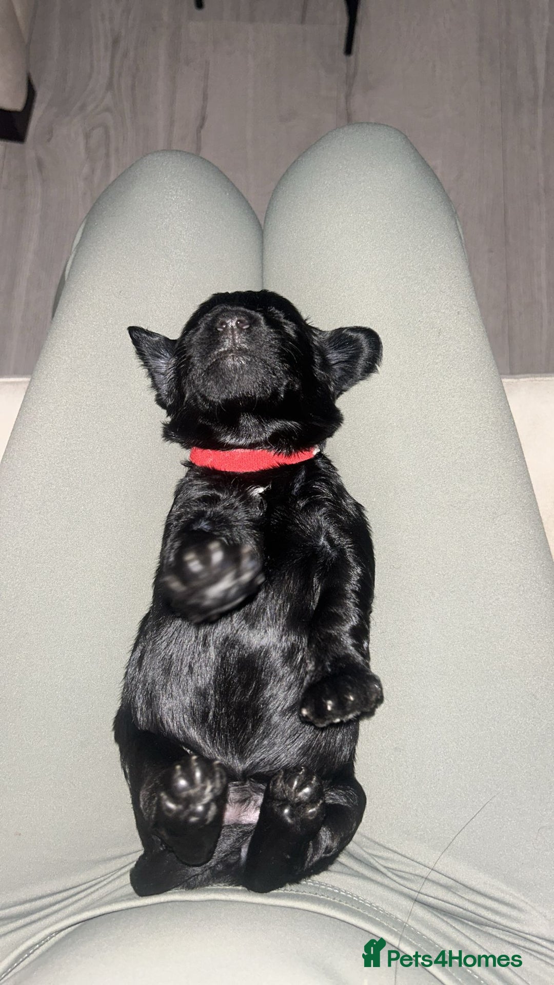 Cockapoo dogs for sale: F1 Cockapoo Puppies – 6 Newborn Pups - Advert 9