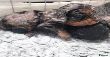 Cavapoo dogs - Advert 7