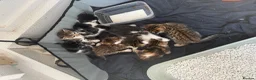 Bengal cats for sale: Bengal / Norwegian forest - Advert 9