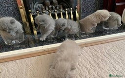 British Shorthair cats for sale: Stunning British Shorthair ready to reserve  - Image 23