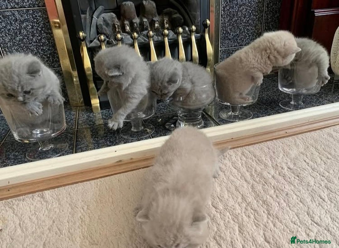 British Shorthair cats for sale: Stunning British Shorthair ready to reserve  - Image 23