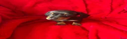 Miniature Dachshund dogs for sale: 2 GORGEOUS MINIATURE DACHSHUND PUPPIES FOR SALE  - Advert 10