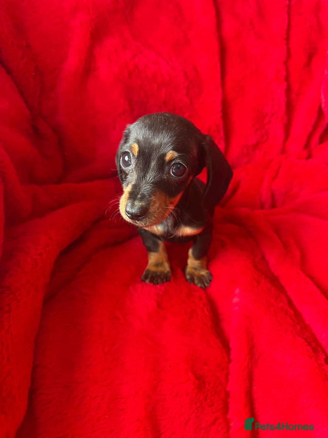 Miniature Dachshund dogs for sale: 2 GORGEOUS MINIATURE DACHSHUND PUPPIES FOR SALE  - Advert 10