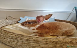 Rex rabbits for sale: Lovely Rex rabbit babies  - Image 14
