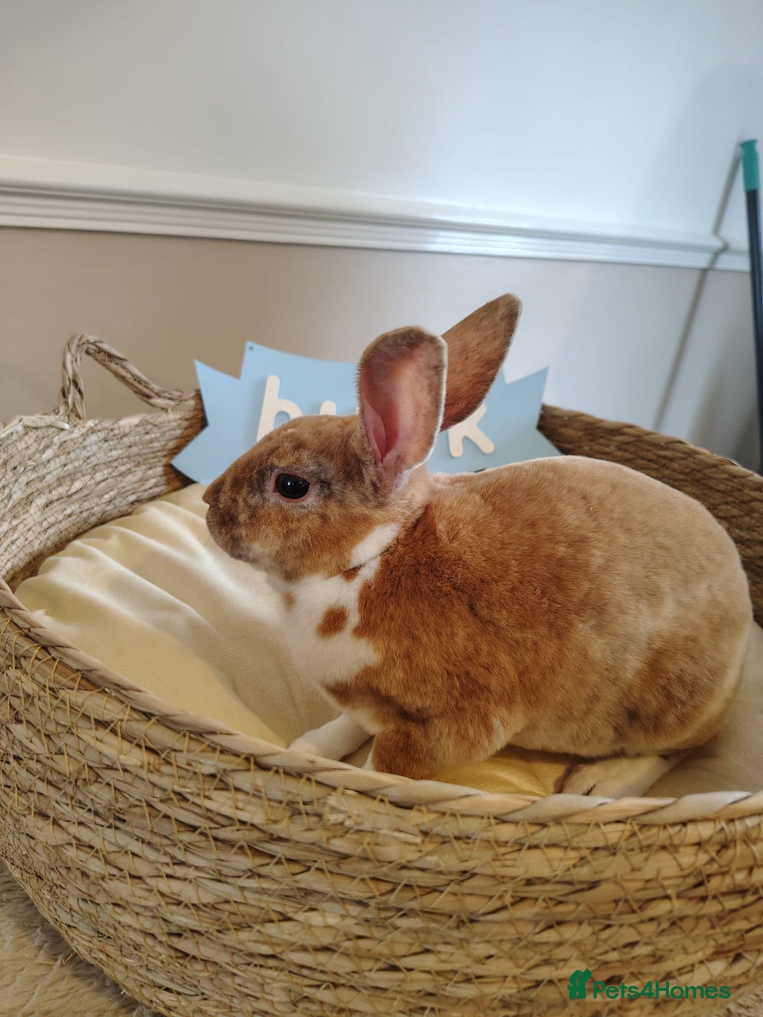 Rex rabbits for sale: Lovely Rex rabbit babies  - Image 14