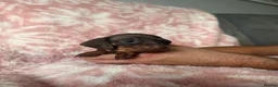 Miniature Dachshund dogs for sale: Beautiful kc registered miniature dachshund pups - Advert 7