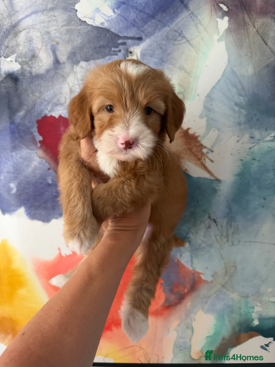 Labradoodle dogs for sale: Stunning Miniature Labradoodle Boy  Licensed   - Advert 1