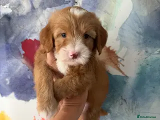 Labradoodle dogs Stunning Miniature Labradoodle Boy Licensed - Advert 8