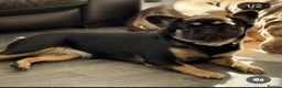 French Bulldog dogs for sale: REDUCED PRICE!LAST GIRLS REMAINING FLUFFY FRENCHIE - Advert 15