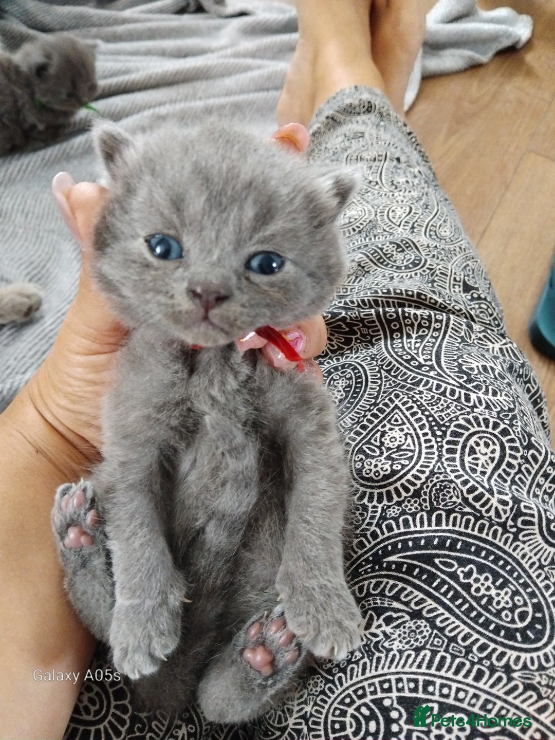 British Shorthair cats for sale: Blue British sorthair kittens available - Image 10