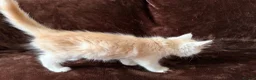 Maine Coon cats for sale: Maine Coon Cross Kittens  - Advert 9