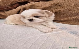 Shih Tzu dogs for sale: Hi my name is Maria  - Image 1