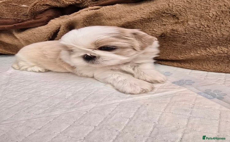 Shih Tzu dogs - Advert 2