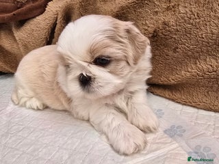 Shih Tzu dogs - Advert 2