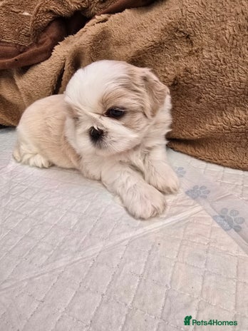 Shih Tzu dogs - Advert 3