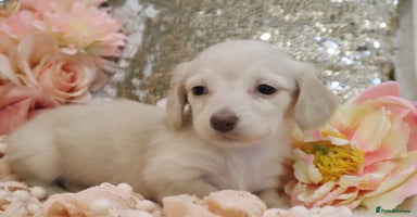 Miniature Dachshund dogs - Advert 12