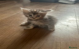 Maine Coon cats for sale: 3/4 Maincoon Cross - Image 2