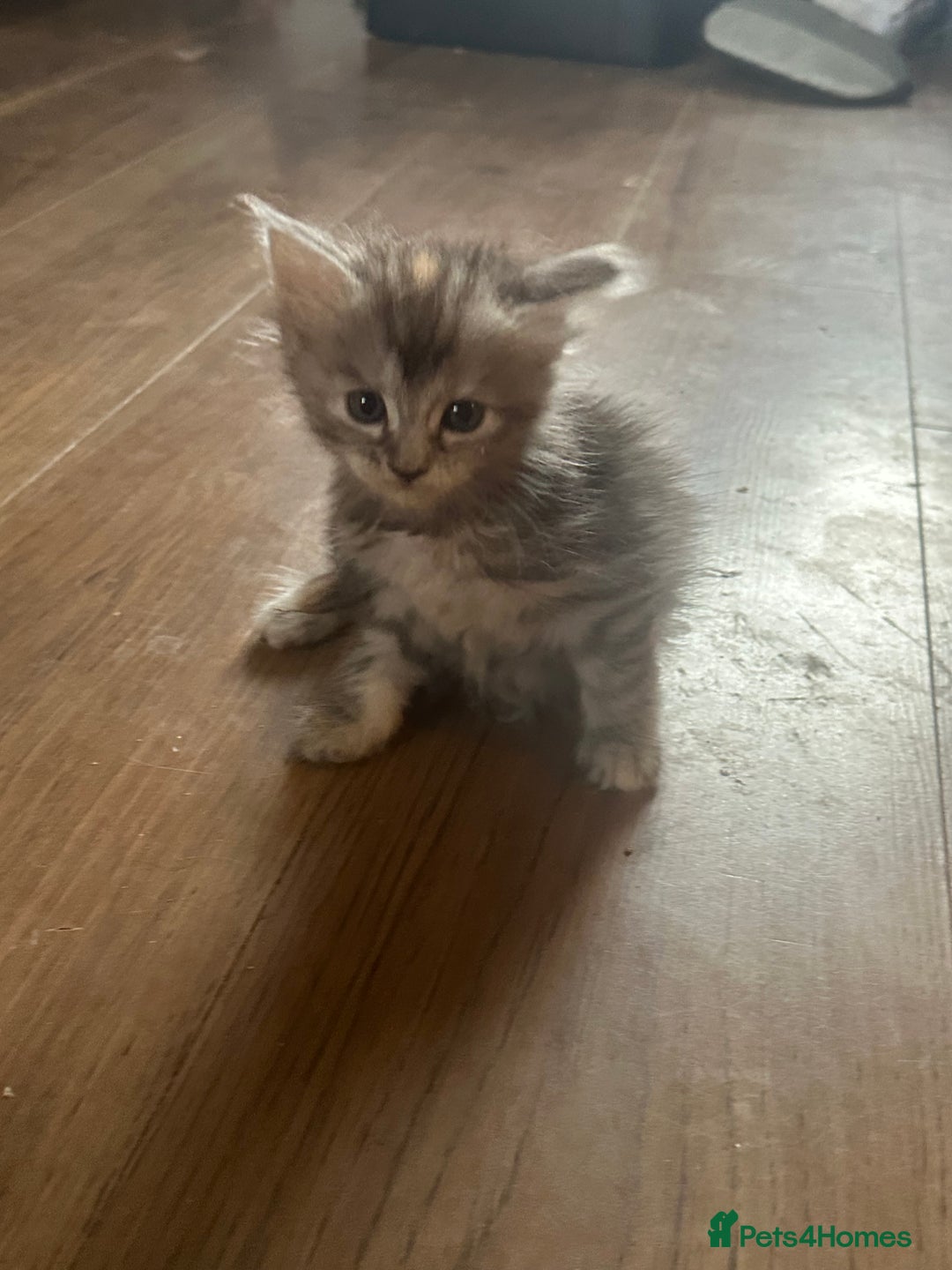 Maine Coon cats for sale: 3/4 Maincoon Cross - Image 2