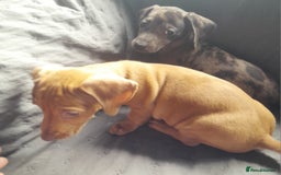 Miniature Dachshund dogs for sale: Miniature dachshund ( sausage dog) puppies - Image 10