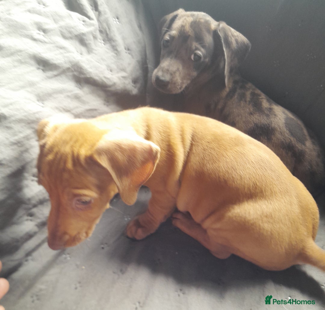 Miniature Dachshund dogs for sale: Miniature dachshund ( sausage dog) puppies - Image 10