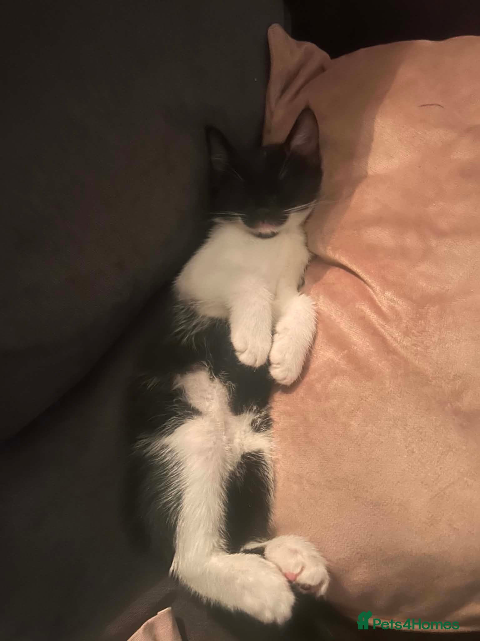 Mixed Breed cats Sweet black and white kitten  - Advert 18