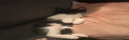 Mixed Breed cats for sale: Sweet black and white kitten  - Advert 1