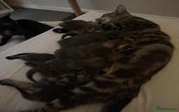 British Shorthair cats for sale: 3 beautiful kittens looking for there forever home - Image 3