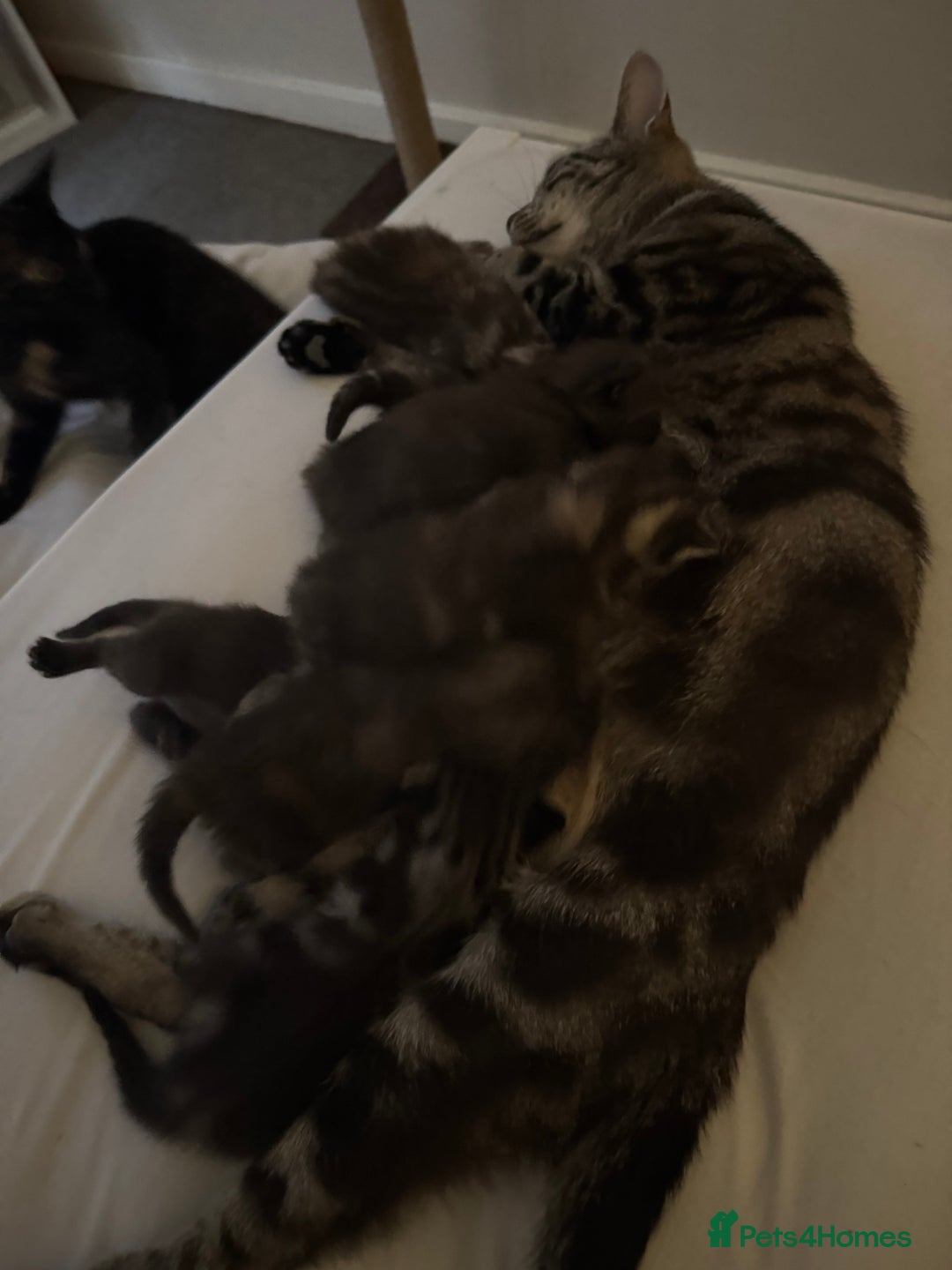 British Shorthair cats for sale: 3 beautiful kittens looking for there forever home - Image 3